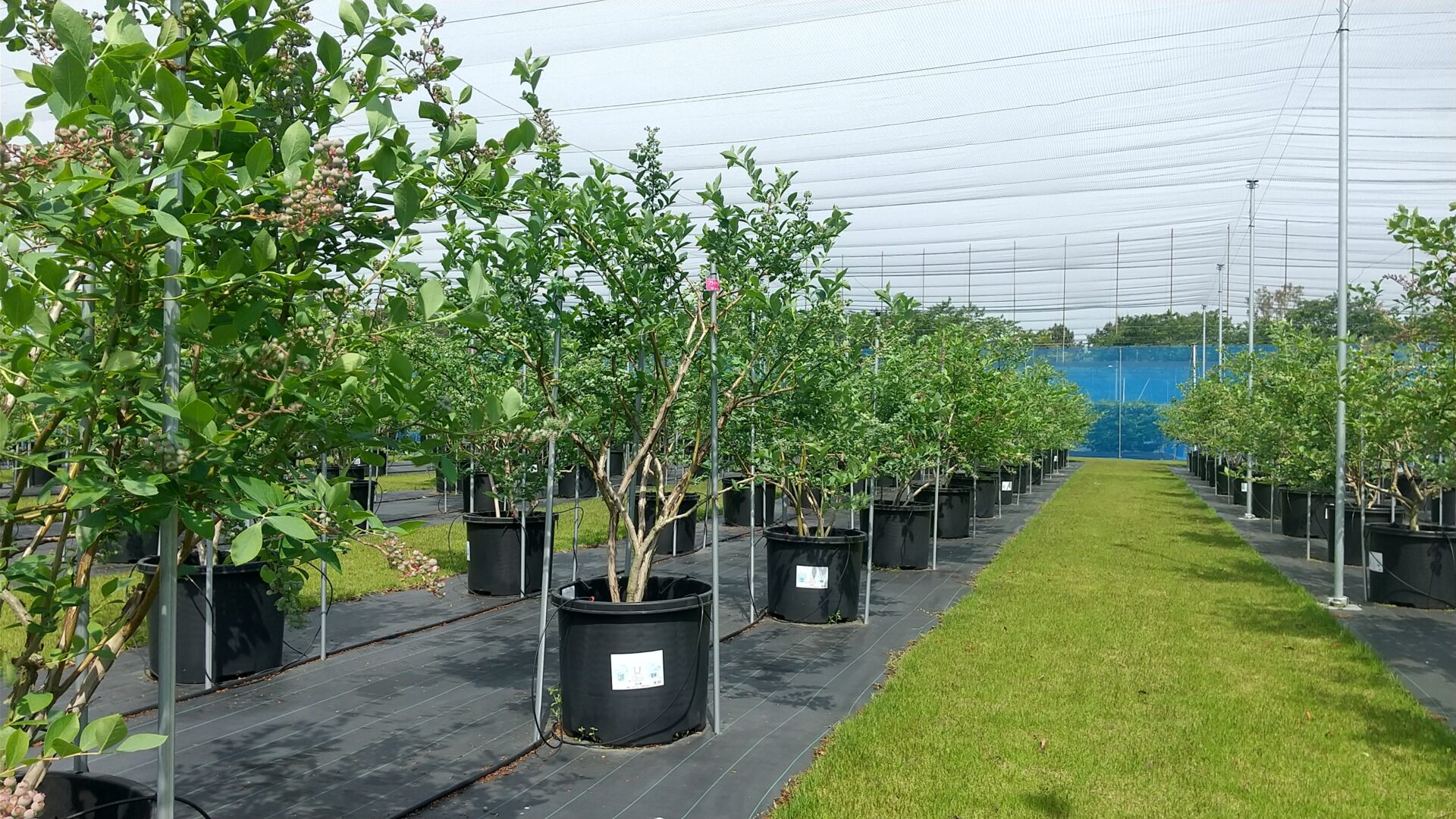 ブルーベリー養液栽培バックカルチャーシステム　